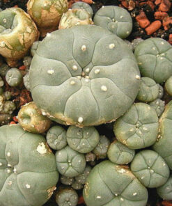 Mescaline Cacti For Sale