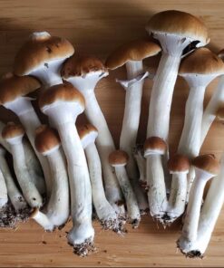 Psilocybe Cubensis for sale , Buy Psilocybe Cubensis online , Buy Psilocybe Cubensis , Online Psilocybe Cubensis USA, Psilocybe Cubensis CA