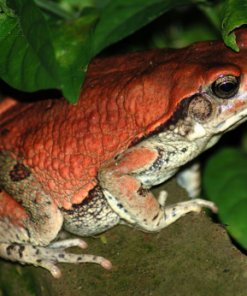 SCHISMADERMA CARENS TOAD VENOM
